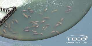 Sep 16, 2020 · where is the viewing center? Champa Electric On Twitter Cold Weather Manatees Teco S Manatee Viewing Center Use Our Webcam To See Mvc Https T Co Gehnbgfpp2 Https T Co Mmkkje6zuk