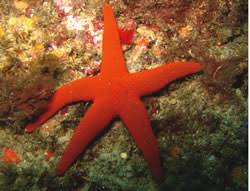 The northern pacific seastar has spread rapidly through the river derwent in tasmania, australia, since it was introduced from japan in the 1980s. Northern Pacific Seastar