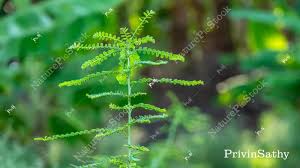 Image result for Phyllanthus amarus