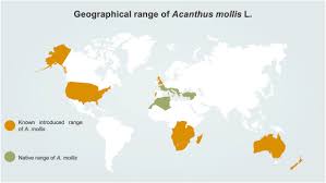 Image result for Acanthus mayaccanus