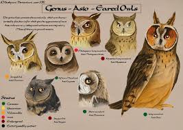 Asio Species Chart By Busbyart On Deviantart Owl Species