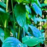 Image result for Marantochloa leucantha