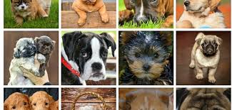 On each slide, you'll find a question. Quiz Can You Name All 20 Of These Famous Dogs From History Blog Findmypast Com