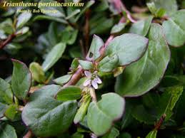 Image result for Trianthema