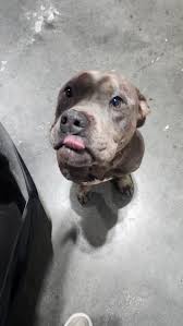 Found this dog running down Bell. Looks like she has had pups at some  point. Please help get her home.