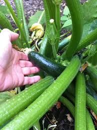 It is closely related to pumpkin, cucumber, watermelon, and squash. Indoor Seed Starting Tips Mother Earth News