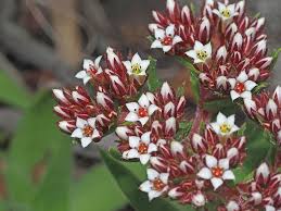 Image result for Crassula alba