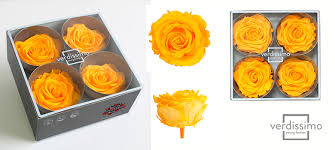 These fiery blooms signify passion and energy. The Meaning Of Yellow Roses Verdissimo