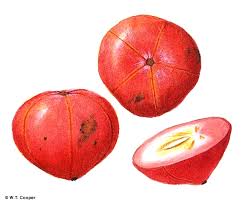 Image result for Garcinia sp. 1.