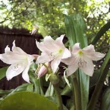 Image result for Dipcadi marlothii