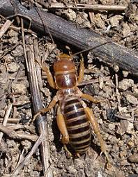 Why does meat taste better than plants? Jerusalem Cricket Wikipedia