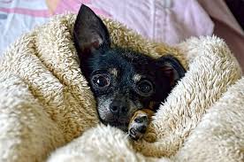 Hd Wallpaper Black Chihuahua Covered With Blanket Dog Cute Pet Puppy Funny Wallpaper Flare Plain black background wallpaper hd. blanket dog cute pet puppy funny