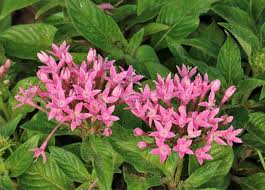 Flowers That Bloom Year Round In Florida 11 Popular Choices In 2020 Perennial Flowering Plants Bloom Flowers