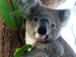 New south wales announces 136 new local delta cases with sydney under the strictest lockdown measures it has experienced reader support empowers us to provide rigorous, independent journalism that. Australien Australien De Australien De