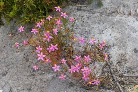 Image result for Chironia