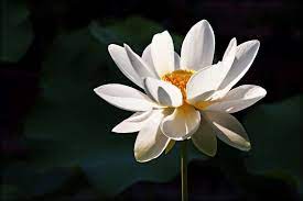 The white lotus was a fertile ground for fomenting rebellion. Lotus Flower Meaning What Is The Symbolism Behind The Lotus