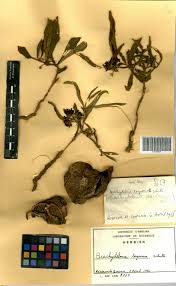 Image result for Ceropegia togoensis