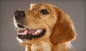 How much does dog dental care cost january 9, 2018 you know your dog's teeth aren't going to clean themselves and you also know your dog is subject to plaque buildup and periodontal disease just like humans. Half Off Doggy Teeth Cleaning Treatment Southern Hills Veterinary Hospital Groupon