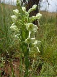 Image result for Habenaria tentaculigera