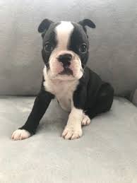 South prairie frenchies seeks to exceed the standard for boston terriers through love and healthy breeding practices. Boston Terrier Puppies For Sale Colorado Springs Co 299095