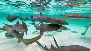 Check spelling or type a new query. 12 Top Rated Things To Do In San Pedro Belize Planetware