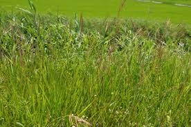 Image result for Phacelurus