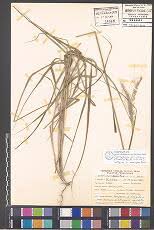 Image result for Trichoneura schlechteri