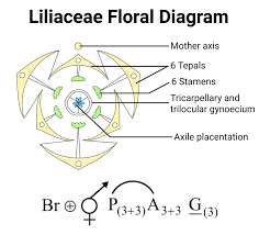 Image result for Liliaceae