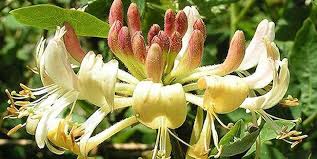 Botanic Notables Plants Of The Hunger Games Garden Design Honeysuckle Vine Honeysuckle Flower Honeysuckle Plant