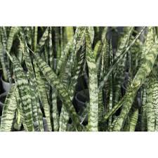 Image result for Sansevieria trifasciata