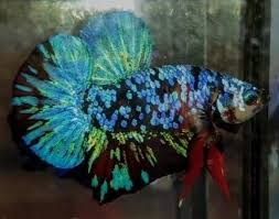 Pin By Vita Lucas On Betta Splendens Betta Fish Betta Fish