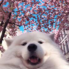 Used for poisoning wild dogs and other introduced predators. The 16 Best Dog Instagrams To Follow Right Now