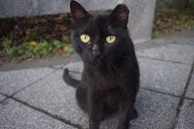 台湾猫村がたまらない 猴硐 ホウトン の行き方 見どころ ツアー料金徹底ガイド ブラジル夫とこどもと世界を旅するmariのオハヨーツーリズム 猫 かわいい猫 猫 カフェ