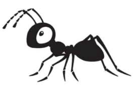 Spray as needed to kill ants and eliminate their pheromone trails. How To Get Rid Of Carpenter Ants Control Prevention Guide
