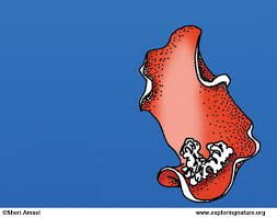 Filmy 4k i hd dostępne natychmiast na dowolne nle. Sea Slug Spanish Dancer