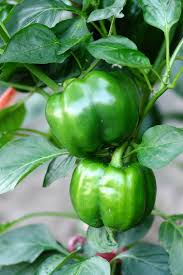 Image result for Capsicum annuum