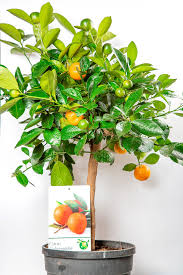 In this study, green satsuma mandarin orange (citrus unshiu) extract (gme) increased ucp3 expression in cultured myocytes. Tangerine Bilder Und Fotos Unter Creative Commons