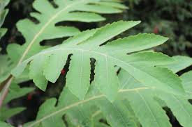 Image result for Bocconia arborea