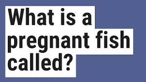 What's a pregnant camel called? Question What Is A Pregnant Fish Called Horse