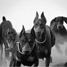 Sacha Ginger Baleriaux Sachabaleriaux Instagram Photos And Videos In 2020 Dogs Dog Life Doberman