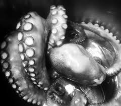 Il polpo in pentola a pressione è un secondo di pesce per una cena informale o un pranzo al sacco: Come Cuocere Il Polpo In Pentola A Pressione Olivia Quanto Basta