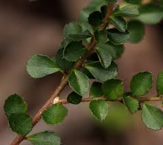 Image result for Myrsine africana