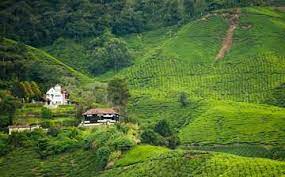 Address search, weather forecast, city list of selangor (malaysia). Ladang Teh Boh Pakej Tiket Penerbangan Hotel Expedia Com My