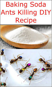Baking soda, vinegar, club soda, molasses, plaster of paris, and aspartame are also ineffective. it notes, however, that one method which might show promise as an effective remedy is an ant mound drench using a mixture of dishwashing liquid and citrus oil. Pin On Home Remedies
