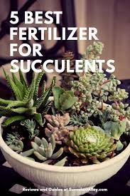 Browse these top succulent stores and get great deals you can't get elsewhere! The 5 Best Fertilizer For Succulents 2021 Edition Succulent Alley