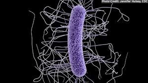 Diff) is a type of bacteria that can cause colitis, a serious inflammation of the colon. Clostridium Difficile