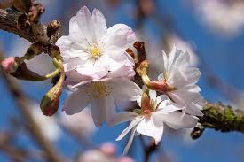 Although flowering cherry trees can be planted as individual accent trees in small gardens, rows can be planted to create flowering hedges or, if planted on either side of the road, a blossoming tunnel. Weeping Cherry Trees Buying Growing Guide Trees Com