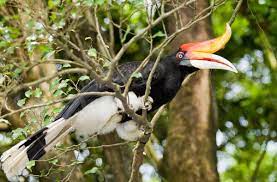 Berikut flora dan fauna endemik negara malaysia. 20 Unique Wildlife Species You Must Not Miss In Malaysia Wanderwisdom