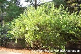 Image result for Cestrum nocturnum