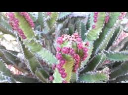 Image result for Euphorbia griseola